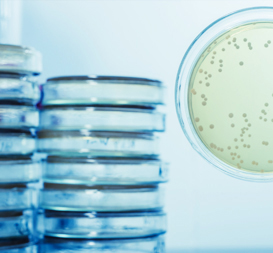 Petri dishes stacked